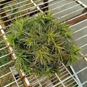 Air Plants Aeranthos Miniata Tillandsia Clumps